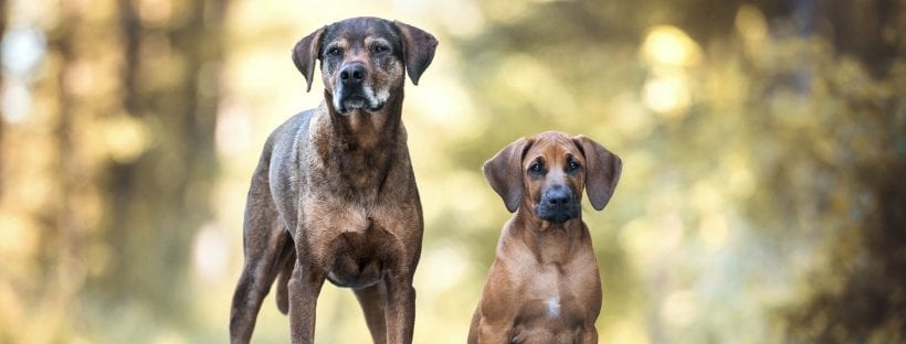Ernährungsberatung für gesunde Hunde &amp; Katzen jeden Alters