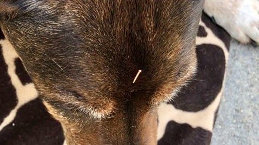 Hunde-Akupunktur mit Nadel